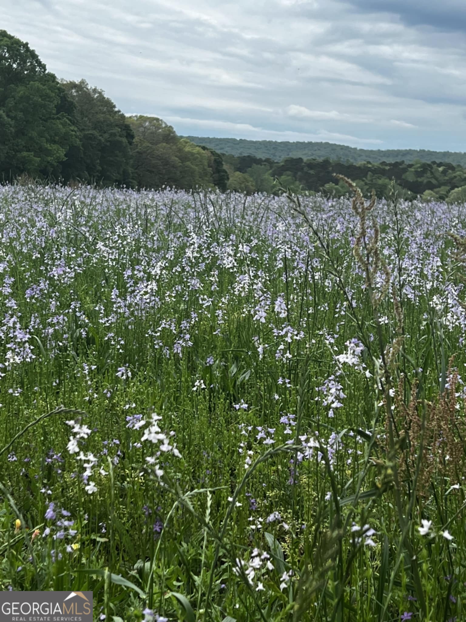 0 Ellerbeetown Road Thomaston, GA 30286 - Photo 23 of 24 a view of a field