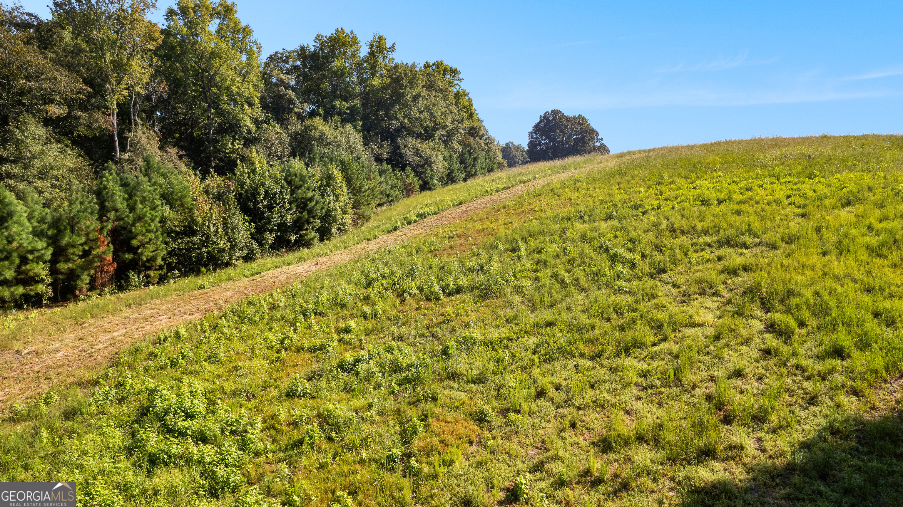 0 Ellerbeetown Road Thomaston, GA 30286 - Photo 8 of 24 a view of a large trees