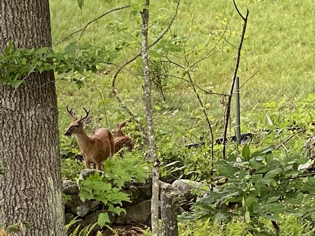 55 Phoebe Street, Unit 32 Methuen, MA 01844 - Photo 36 of 42 a backyard of a house with lots of green space