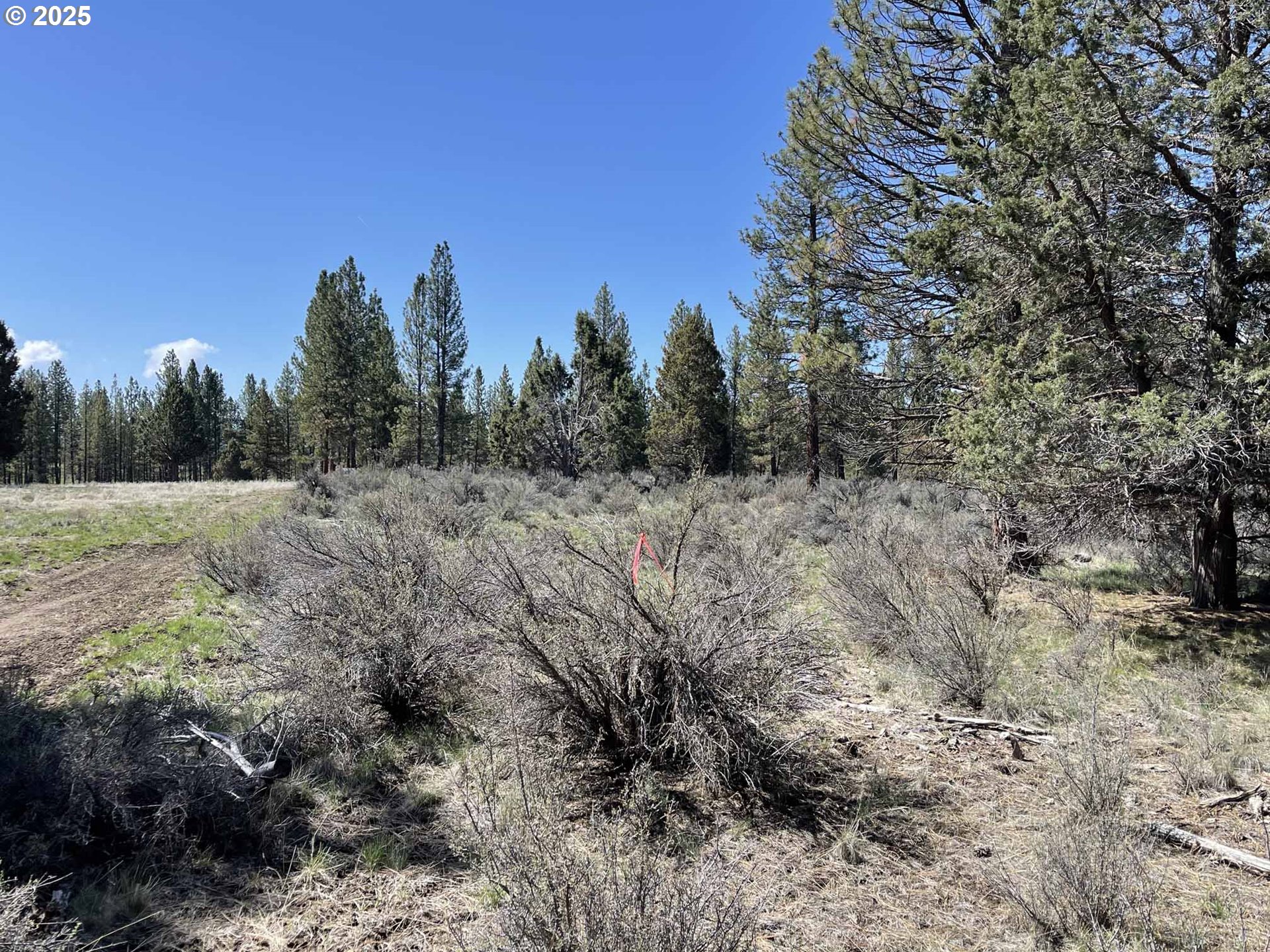 a view of a dry yard with trees