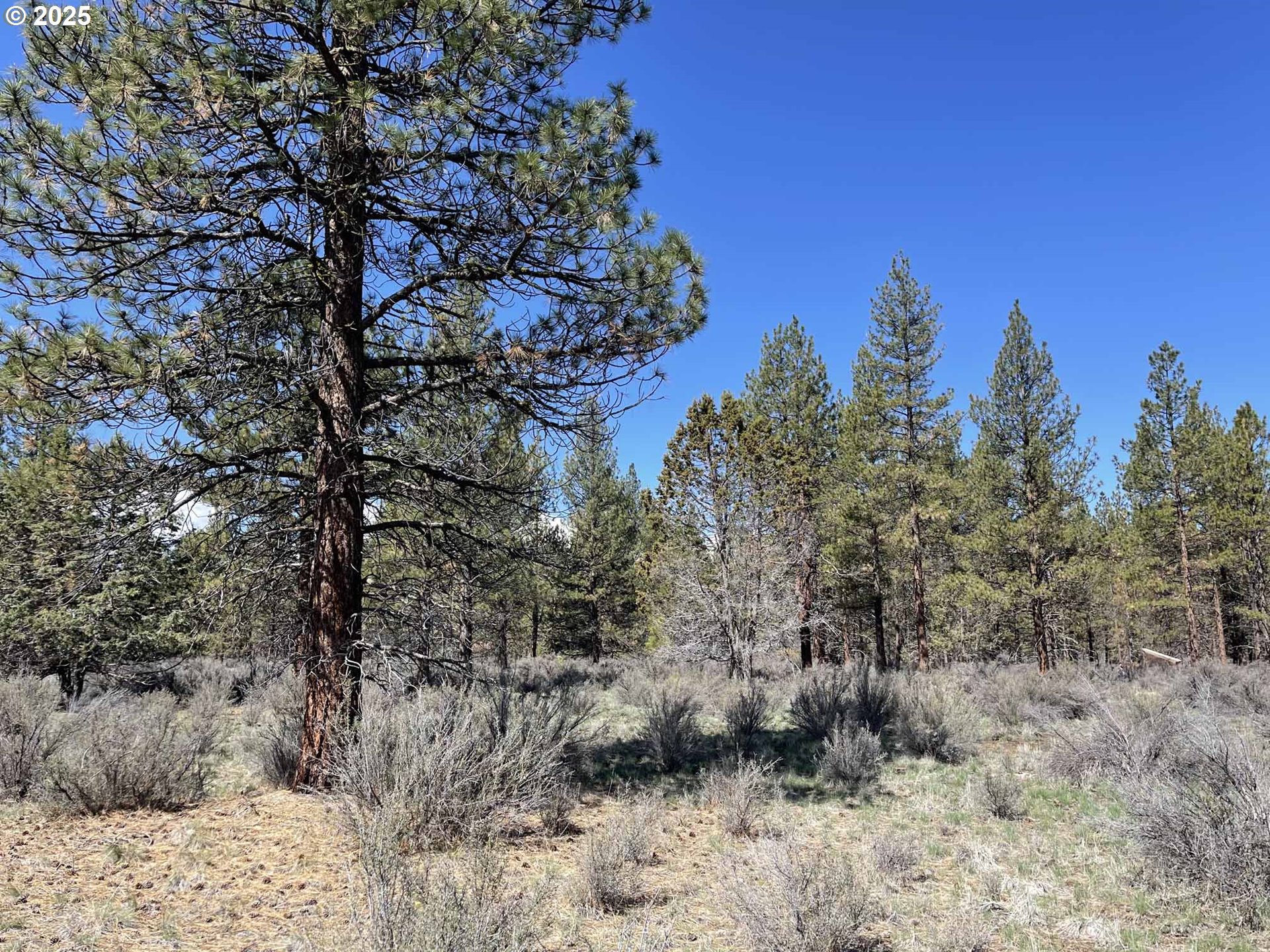44 Off Nf Road, Unit 1600 Chiloquin, OR 97624 - Photo 11 of 33 a view of a dry yard with trees in the background