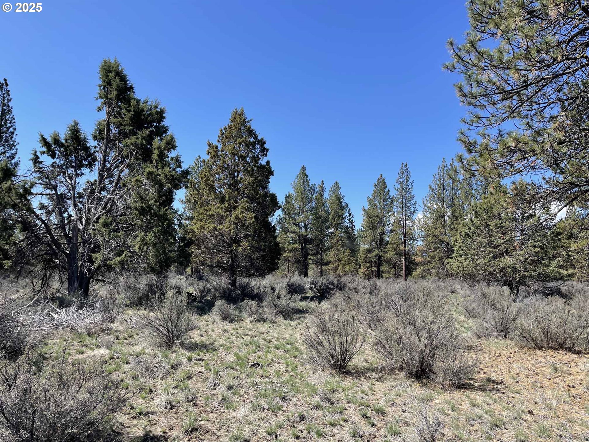 44 Off Nf Road, Unit 1600 Chiloquin, OR 97624 - Photo 13 of 33 a view of a dry yard with trees in the background