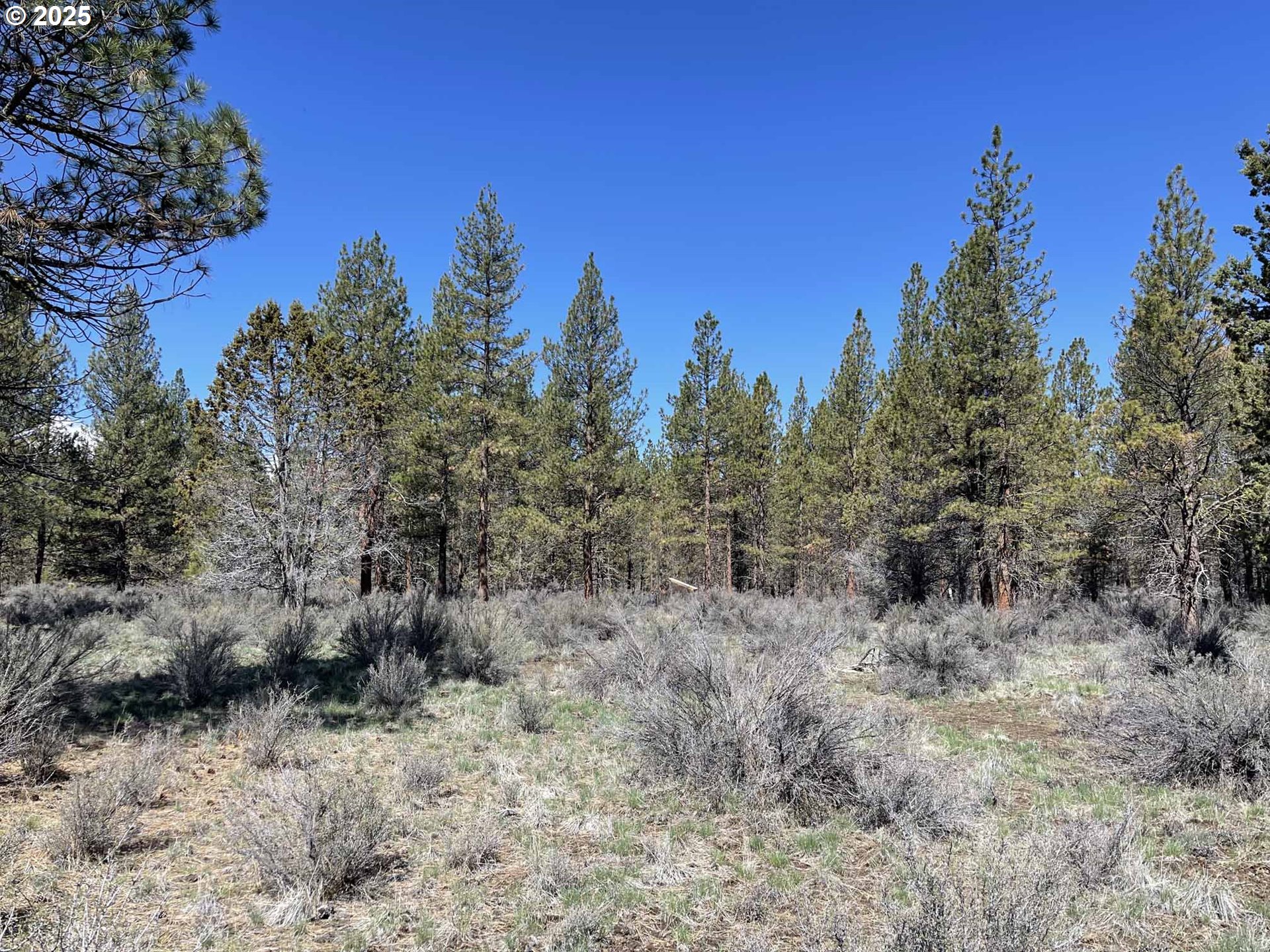 44 Off Nf Road, Unit 1600 Chiloquin, OR 97624 - Photo 15 of 33 a view of a dry forest with trees in the background