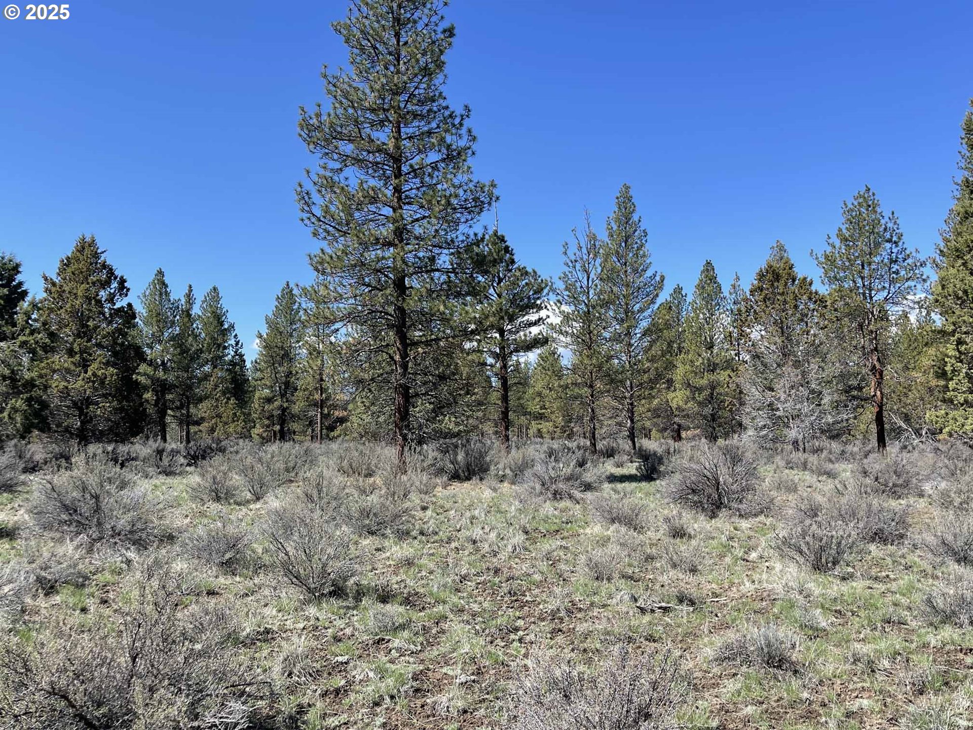 44 Off Nf Road, Unit 1600 Chiloquin, OR 97624 - Photo 3 of 33 a view of a dry yard with trees in the background