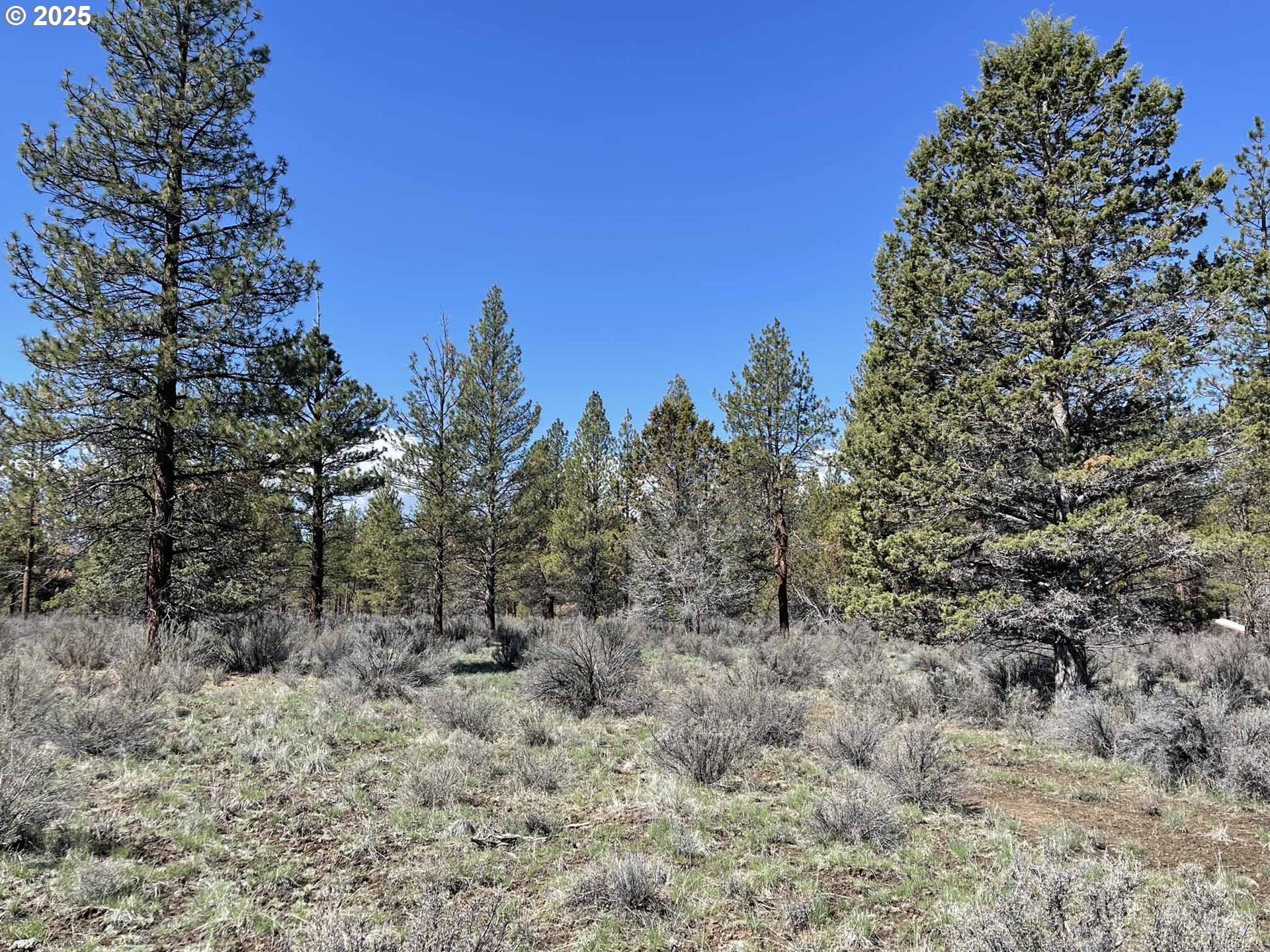 44 Off Nf Road, Unit 1600 Chiloquin, OR 97624 - Photo 4 of 33 a view of a forest with a tree in the background
