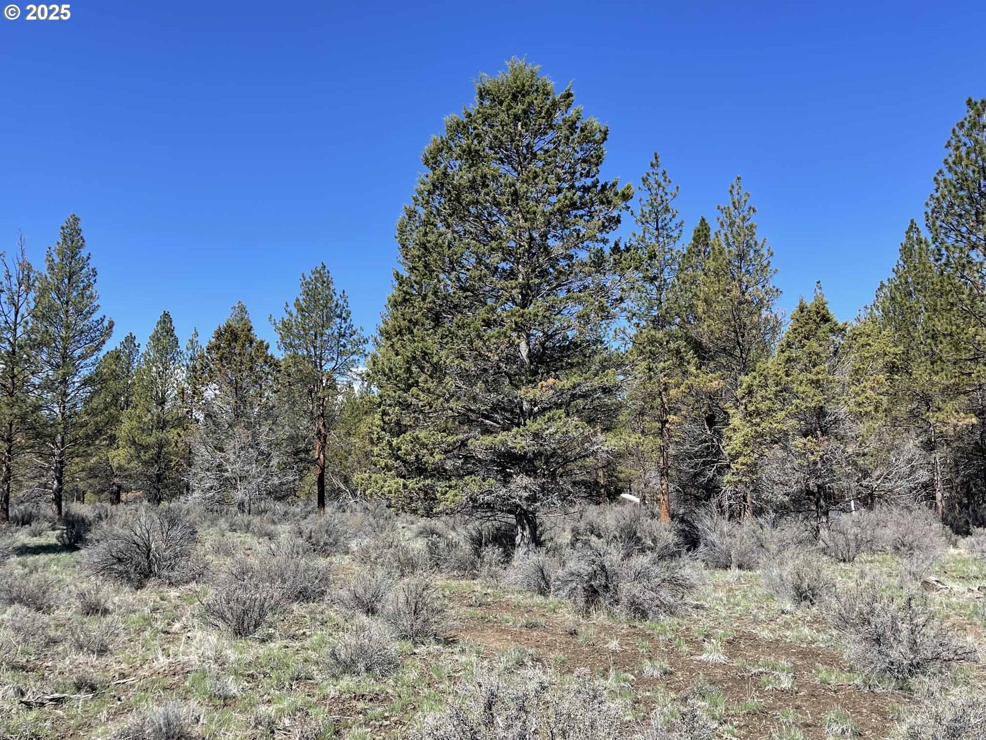 44 Off Nf Road, Unit 1600 Chiloquin, OR 97624 - Photo 5 of 33 a view of a forest with a tree in the background