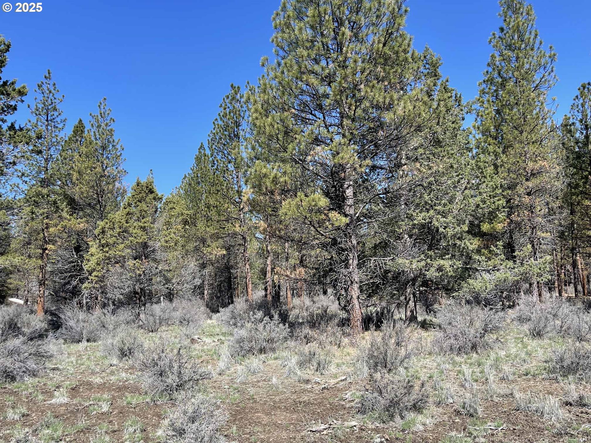 44 Off Nf Road, Unit 1600 Chiloquin, OR 97624 - Photo 7 of 33 a view of a forest with trees in the background