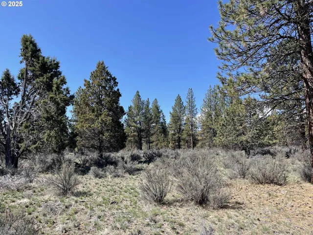 a view of a covered with large trees