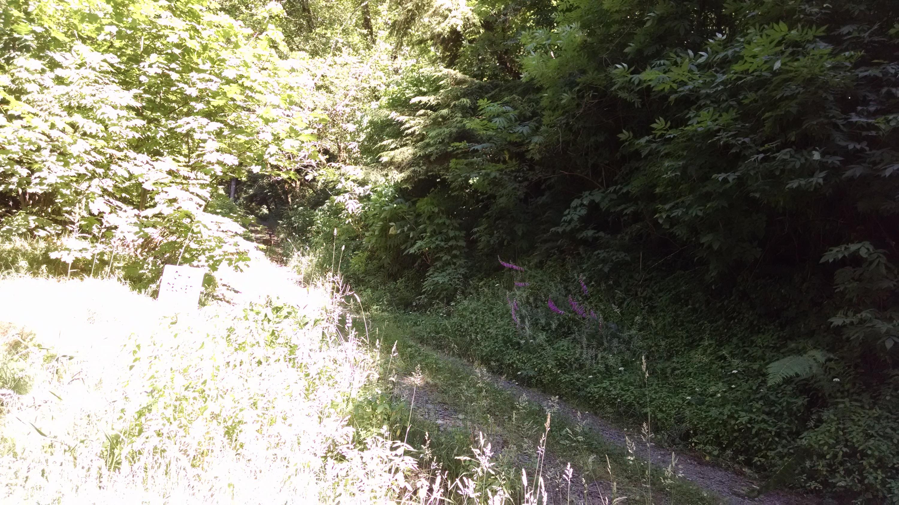 Shiffman Road Nehalem, OR 97131 - Photo 3 of 3 IMG_20170712_155620026