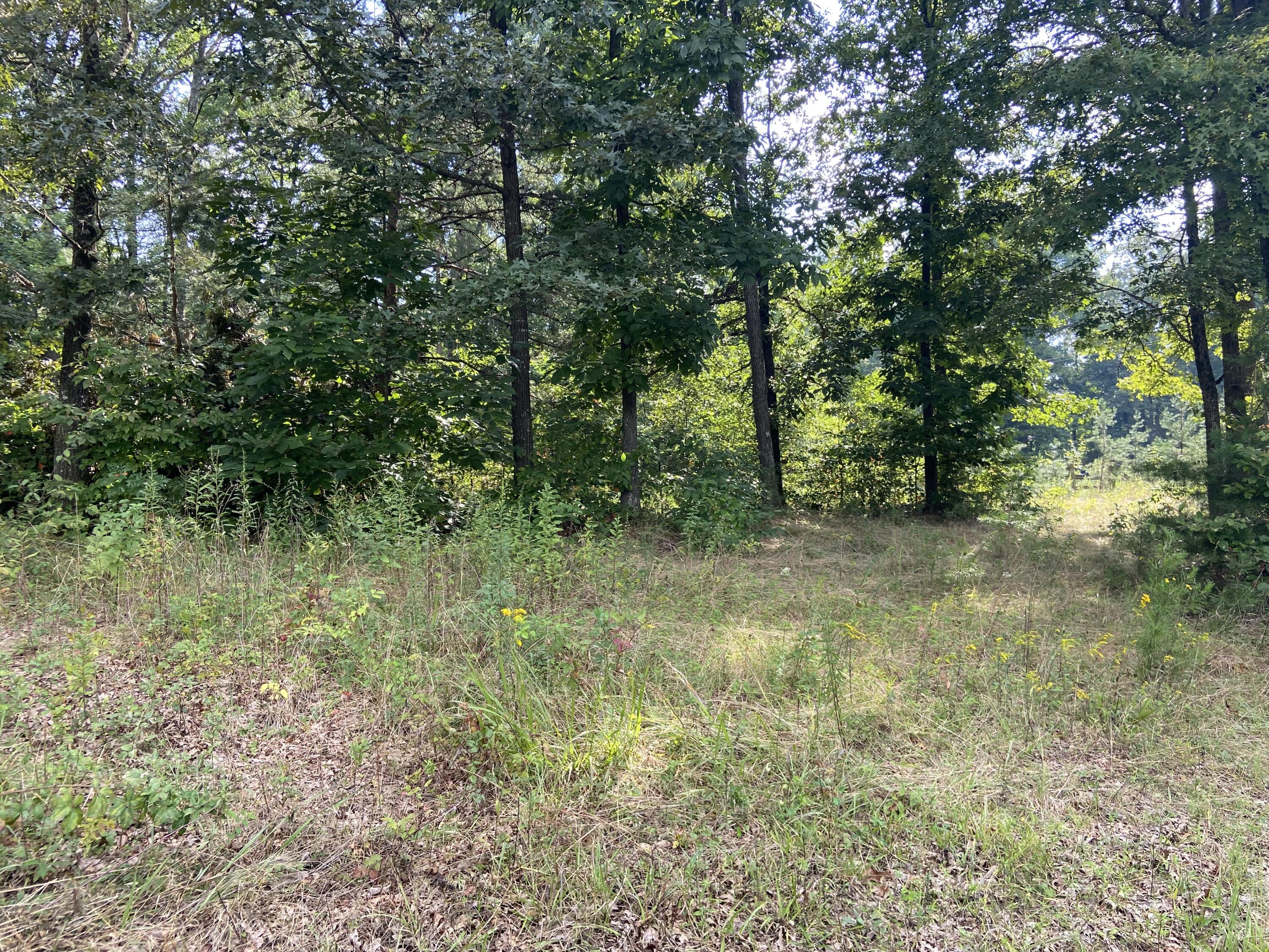 350 Abigail Trail Deer Lodge, TN 37726 - Photo 8 of 10 IMG-3933