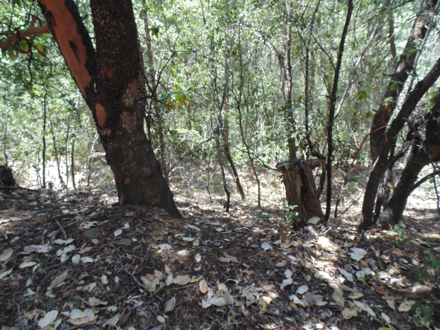 35 Balderston Road Georgetown, CA 95634 - Photo 9 of 37 a view of trees