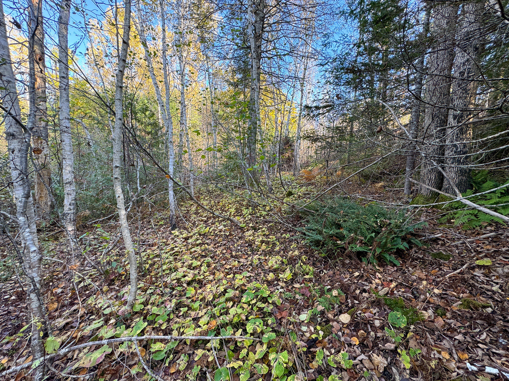Lot 2.2 Belyea Road Dennysville, ME 04628 - Photo 10 of 20 10