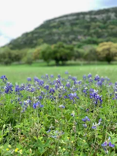 a view of a flower in a garden