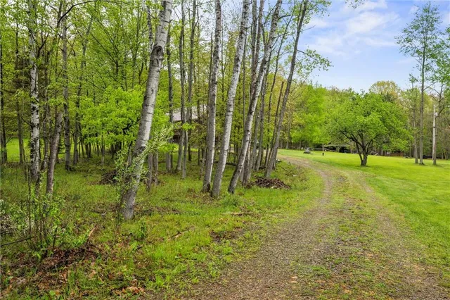 a view of a garden with a tree