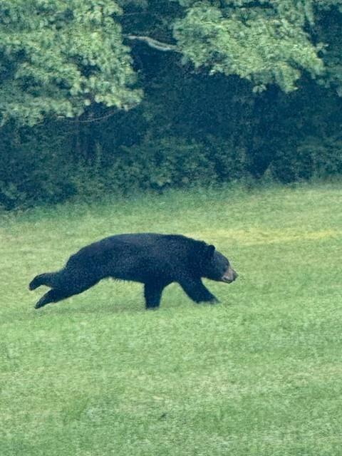 143 Chimney Ridge Road Bedford, PA 15522 - Photo 47 of 50 a view of an outdoor space and a yard