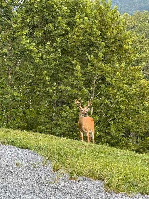 143 Chimney Ridge Road Bedford, PA 15522 - Photo 48 of 50 a view of a back yard