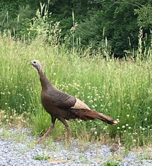 143 Chimney Ridge Road Bedford, PA 15522 - Photo 50 of 50 a view of a yard