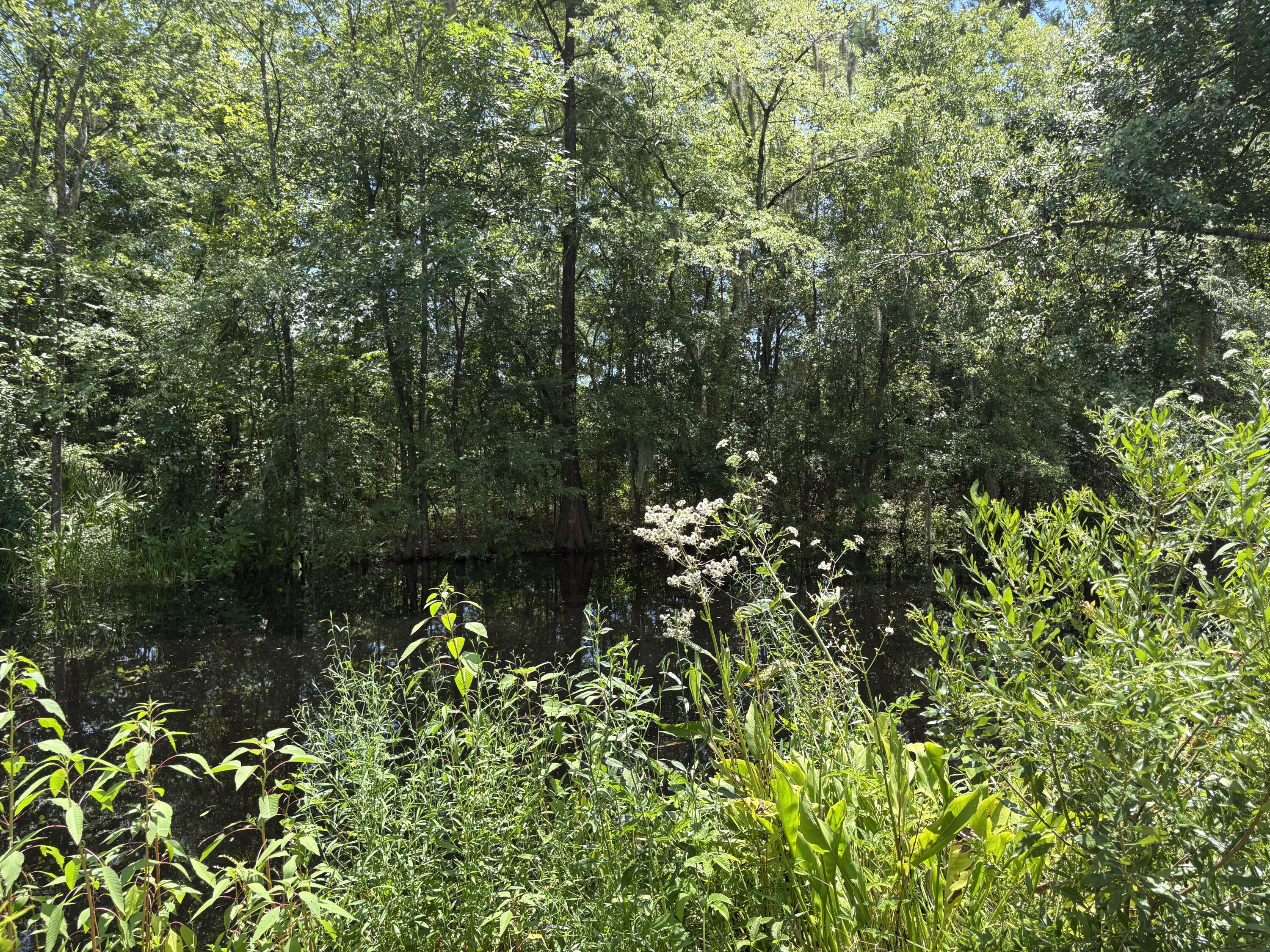 3345 Prices Bridge Lane Walterboro, SC 29488 - Photo 13 of 14 Waterfront view 2