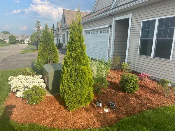 a plant that is in front of the house