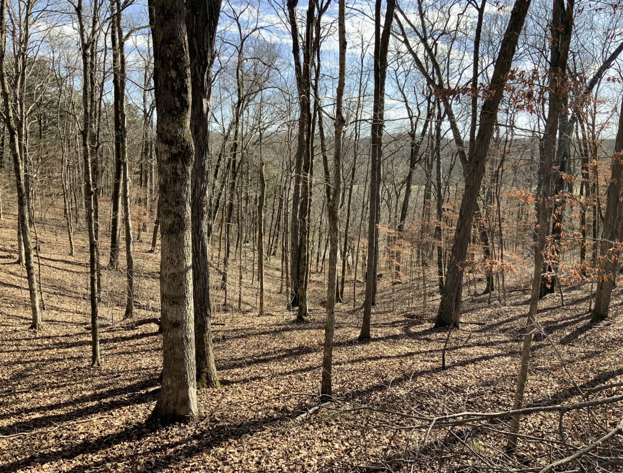 2091 Arthur Hardison Road Columbia, TN 38401 - Photo 26 of 29 a view of a yard with street and trees