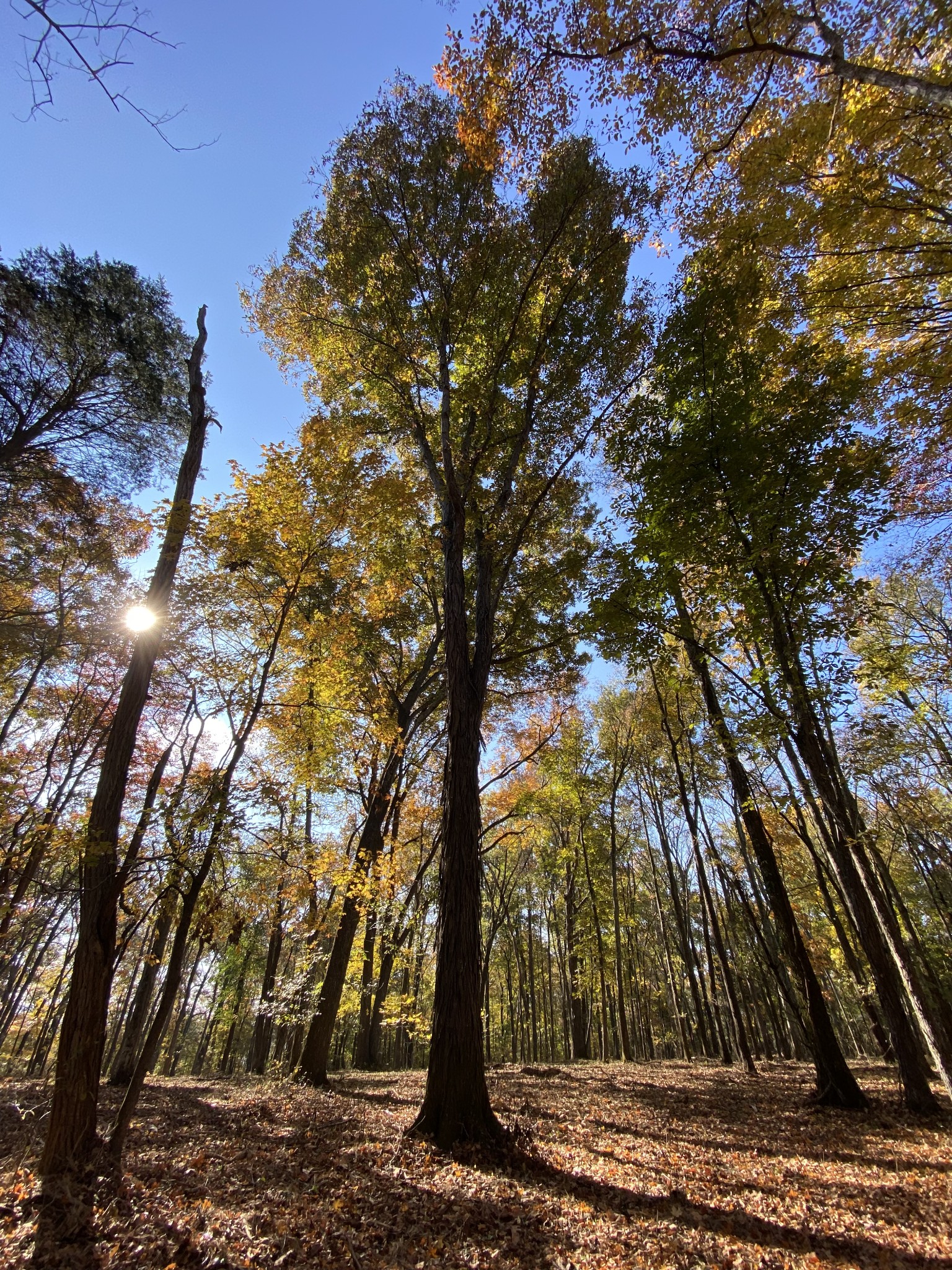 2091 Arthur Hardison Road Columbia, TN 38401 - Photo 7 of 29 a view of tree