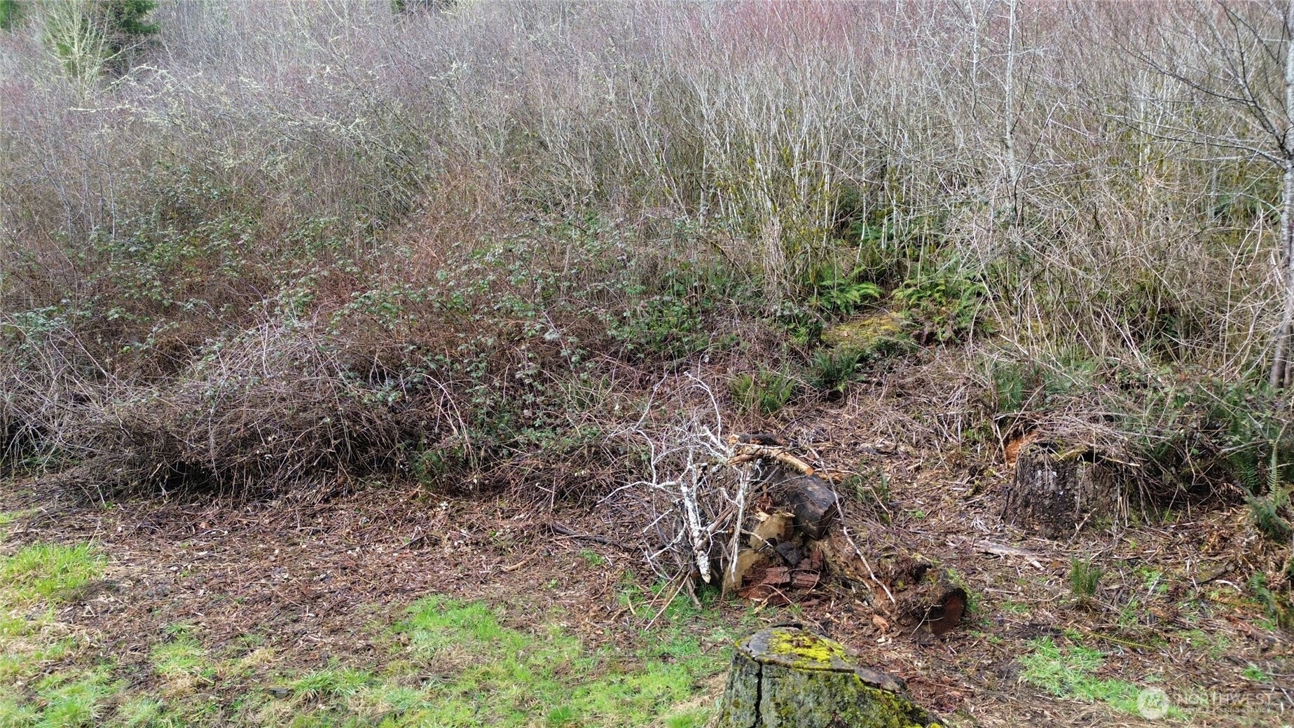 573 Clearwater Road Kelso, WA 98626 - Photo 14 of 34 a view of a forest that has a tree