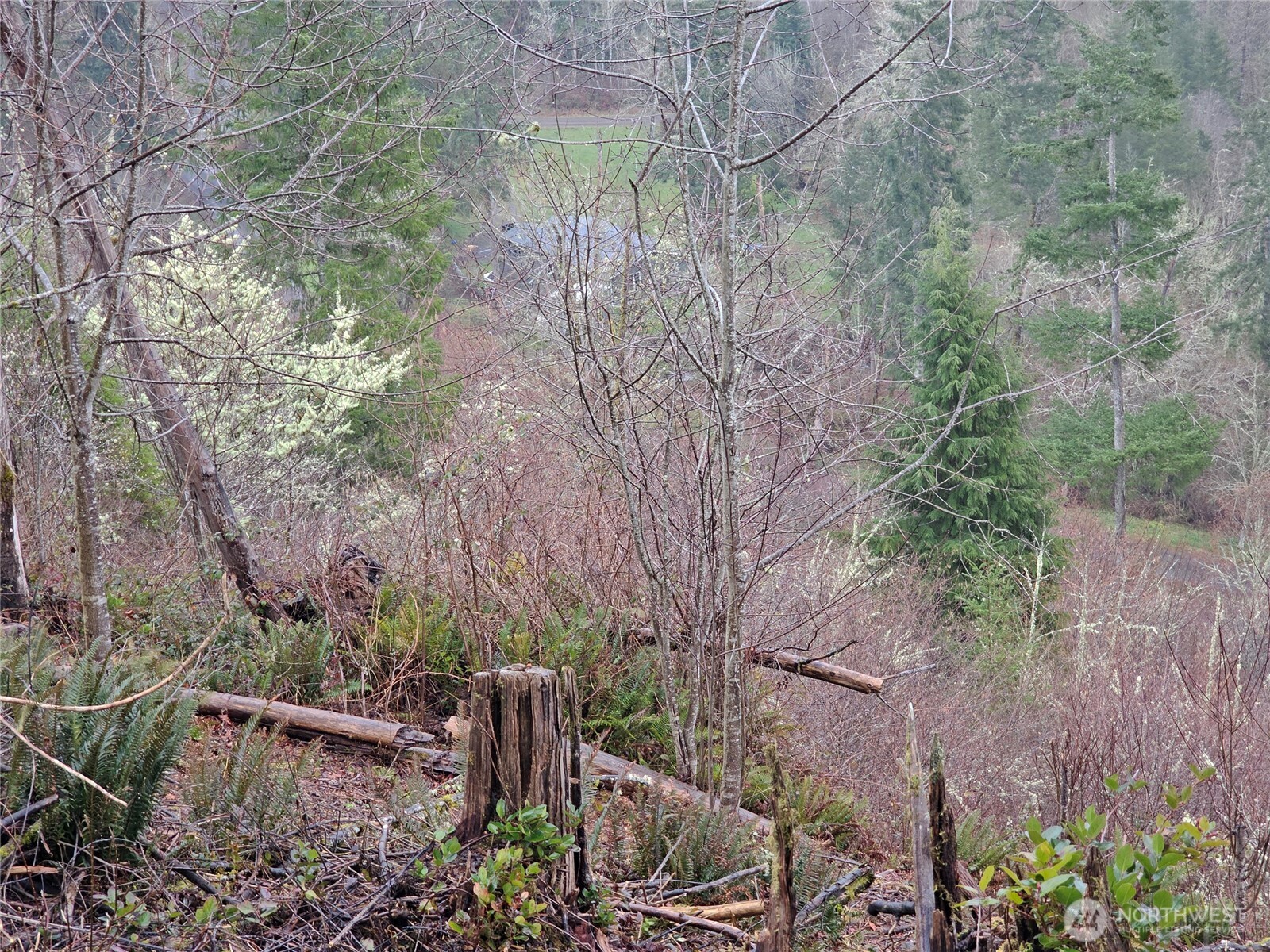 573 Clearwater Road Kelso, WA 98626 - Photo 17 of 34 a backyard of a house with lots of plants and trees