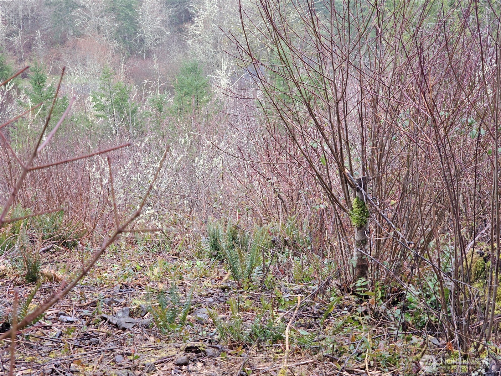 573 Clearwater Road Kelso, WA 98626 - Photo 21 of 34 a backyard of a house