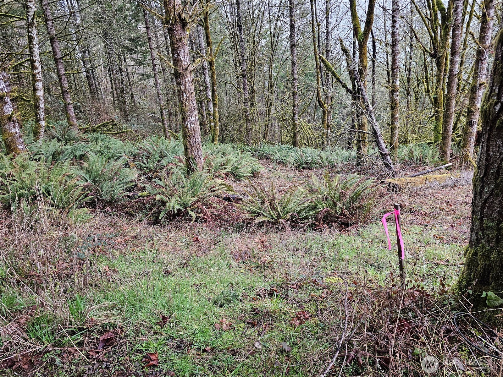 573 Clearwater Road Kelso, WA 98626 - Photo 27 of 34 a backyard of a house with lots of green space