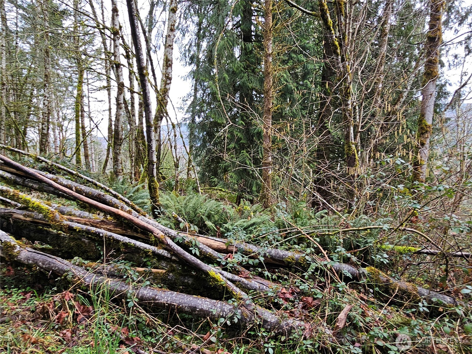573 Clearwater Road Kelso, WA 98626 - Photo 31 of 34 a view of a yard with plants and trees