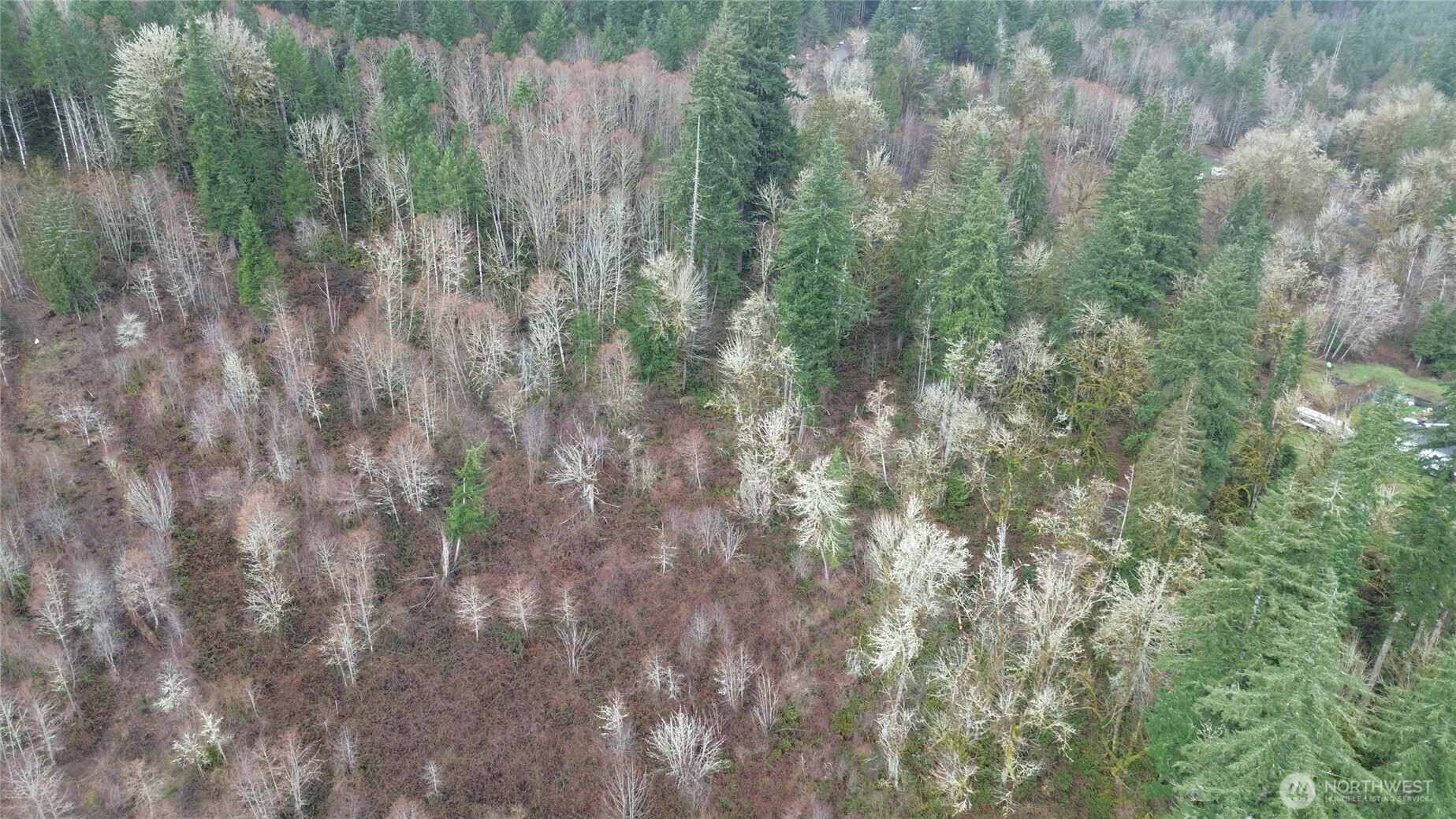 573 Clearwater Road Kelso, WA 98626 - Photo 5 of 34 a close up of a plant in a forest