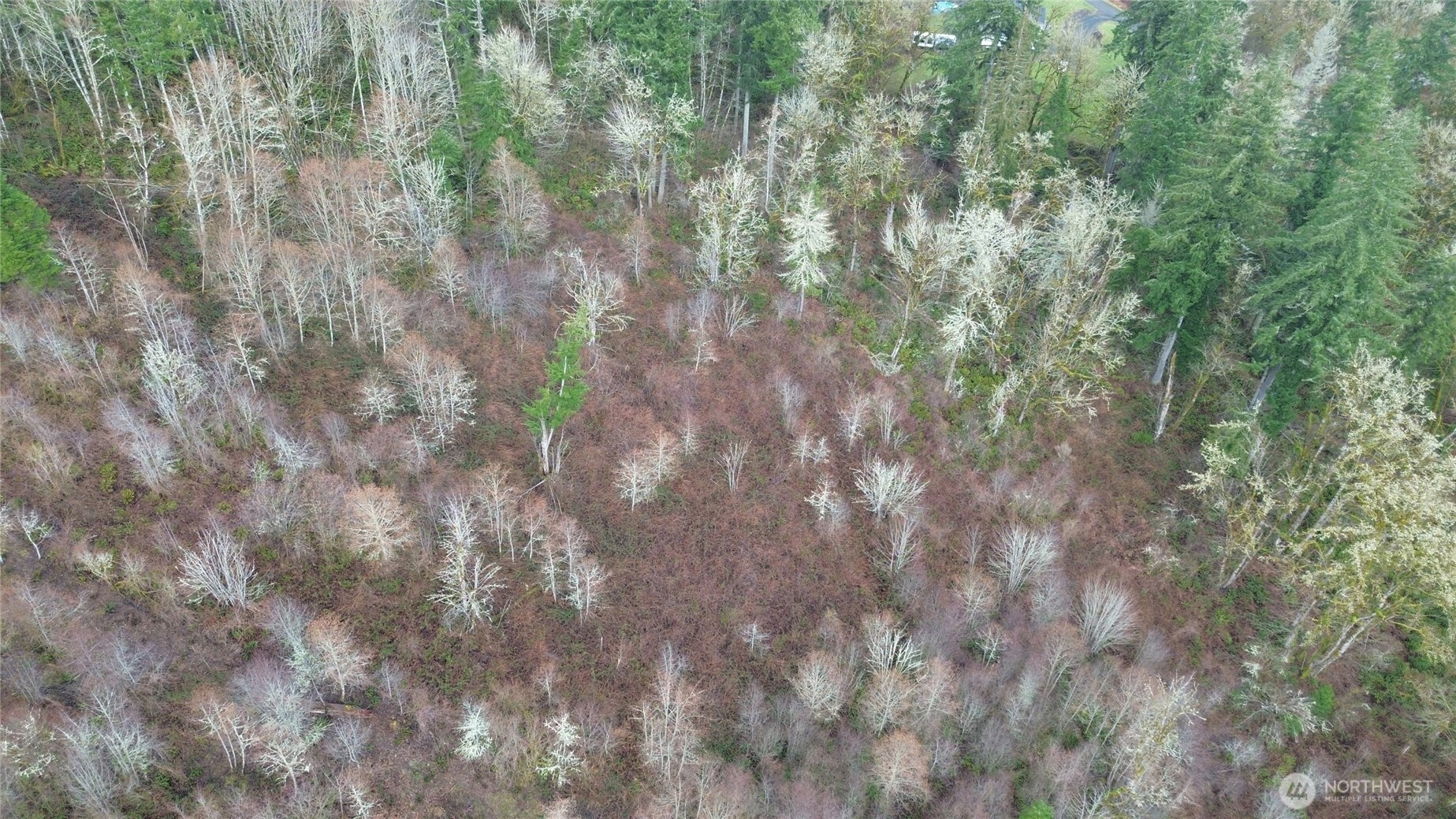 573 Clearwater Road Kelso, WA 98626 - Photo 7 of 34 a close up of a tree