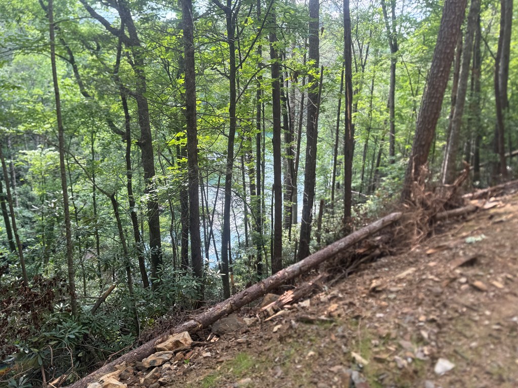 0 Berry Patch Road Murphy, NC 28906 - Photo 5 of 6