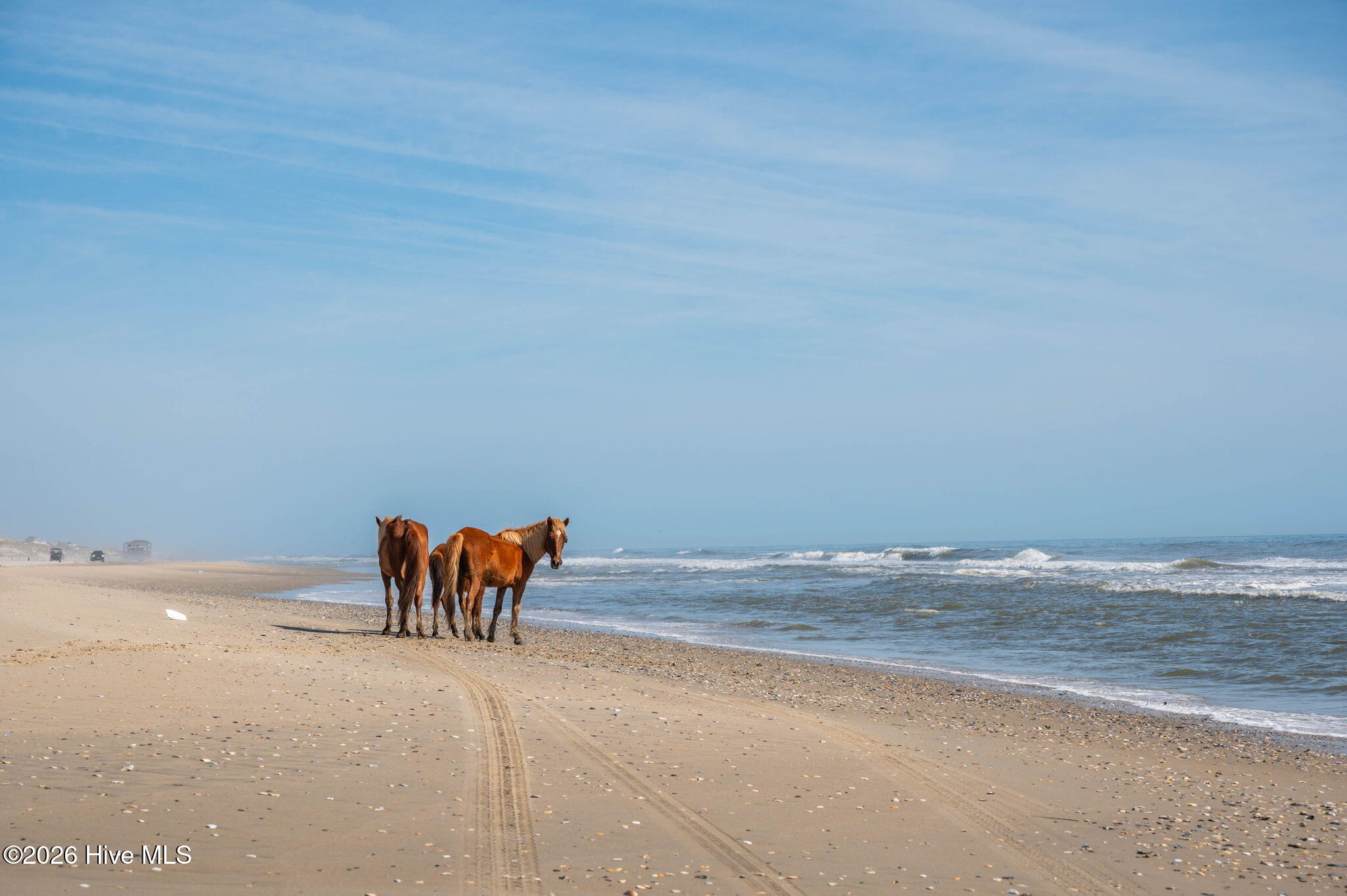2088 Sandpiper Road Corolla, NC 27927 - Photo 21 of 22 Wild Horses