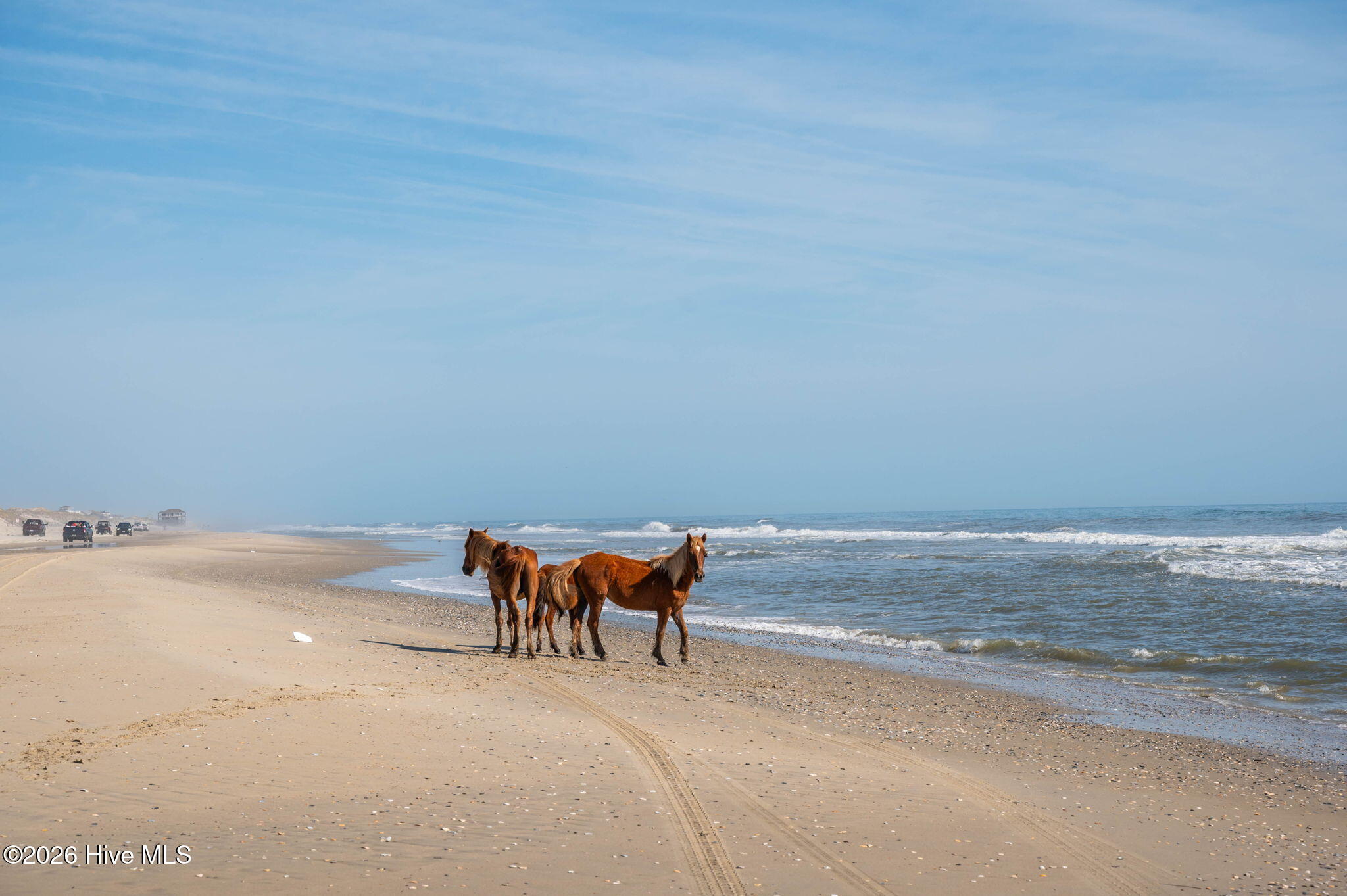 2088 Sandpiper Road Corolla, NC 27927 - Photo 22 of 22 Wild Horses