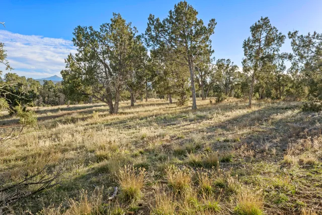 a view of yard with trees