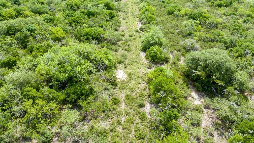 Tbd Pr 5015 Corrigan Road Skidmore, TX 78389 - Photo 16 of 21 a view of a lush green forest with a tree