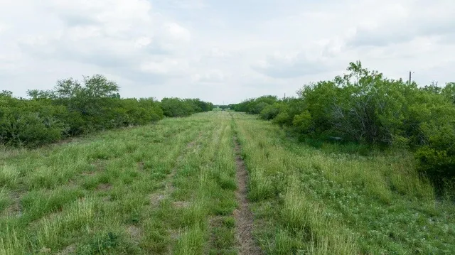 a view of a lush green forest with lots of trees