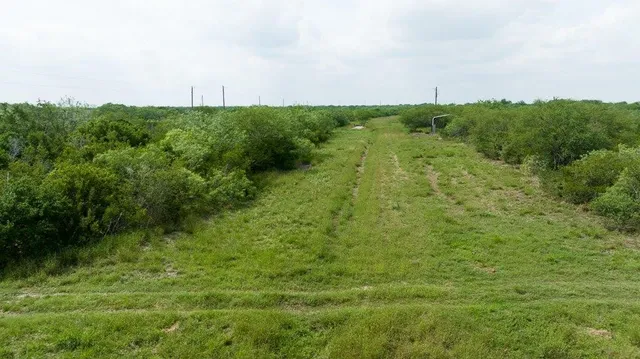 a view of a green field with lots of bushes
