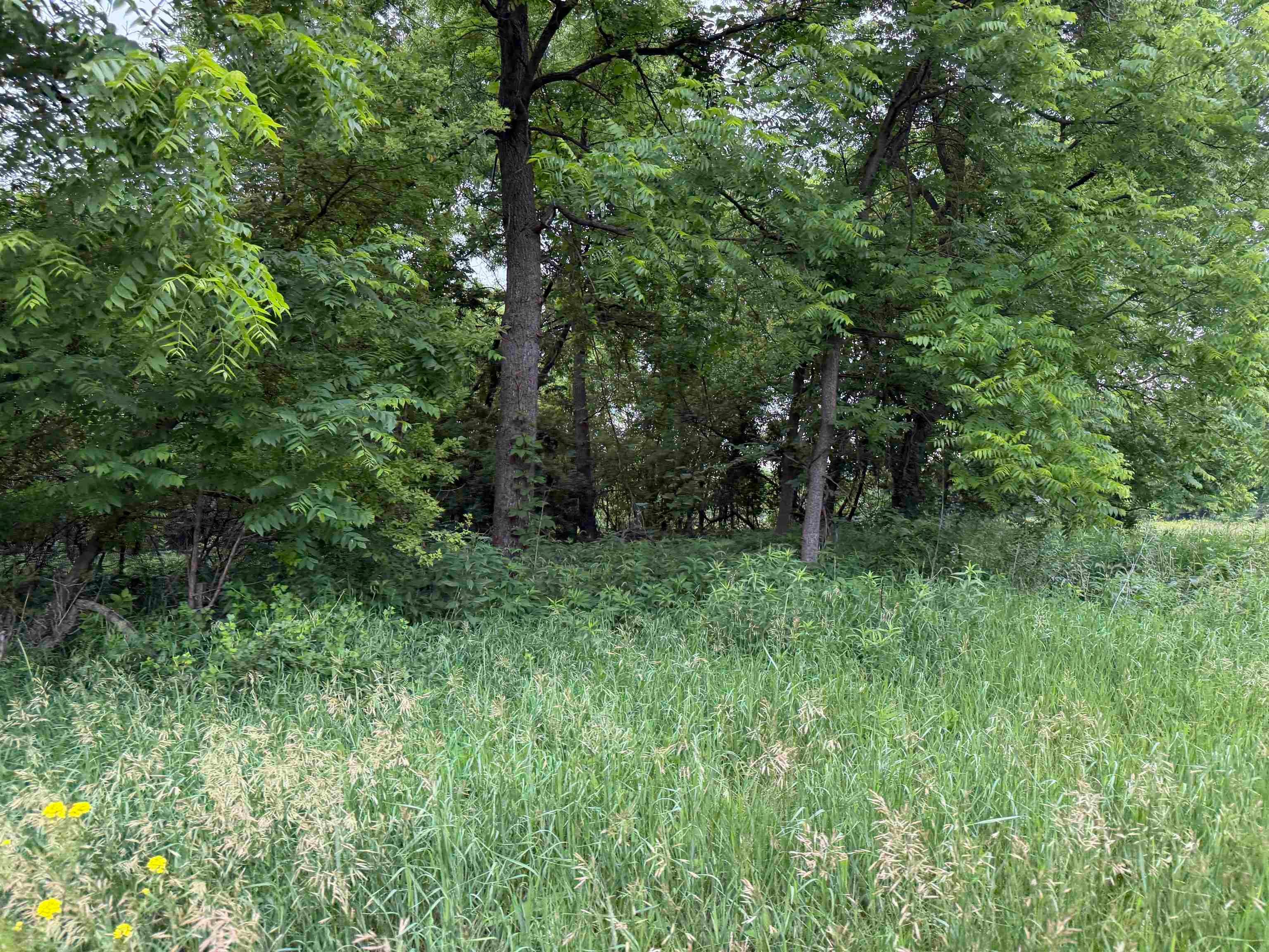 Xxx Canoe Road Strawberry Point, IA 52076 - Photo 5 of 22 Gallery Image 5