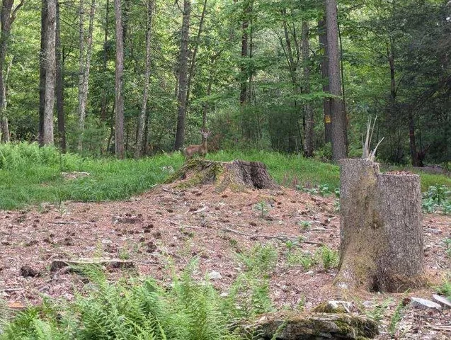 $35,000 | Eldred-yulan Road, Yulan, NY 12792