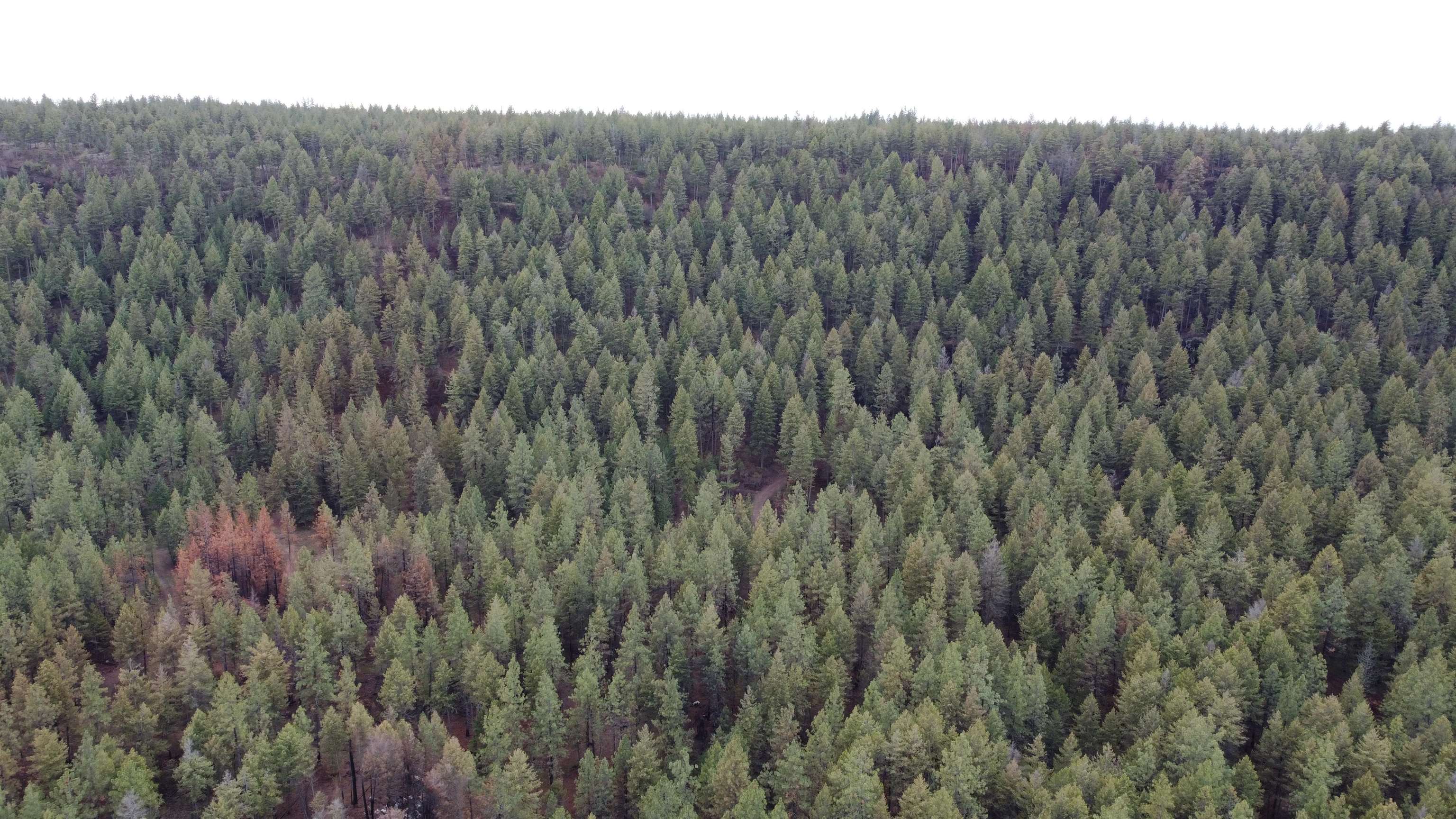 Xxx Coyote Ridge Ln Ford Ford, WA 99013 - Photo 15 of 33