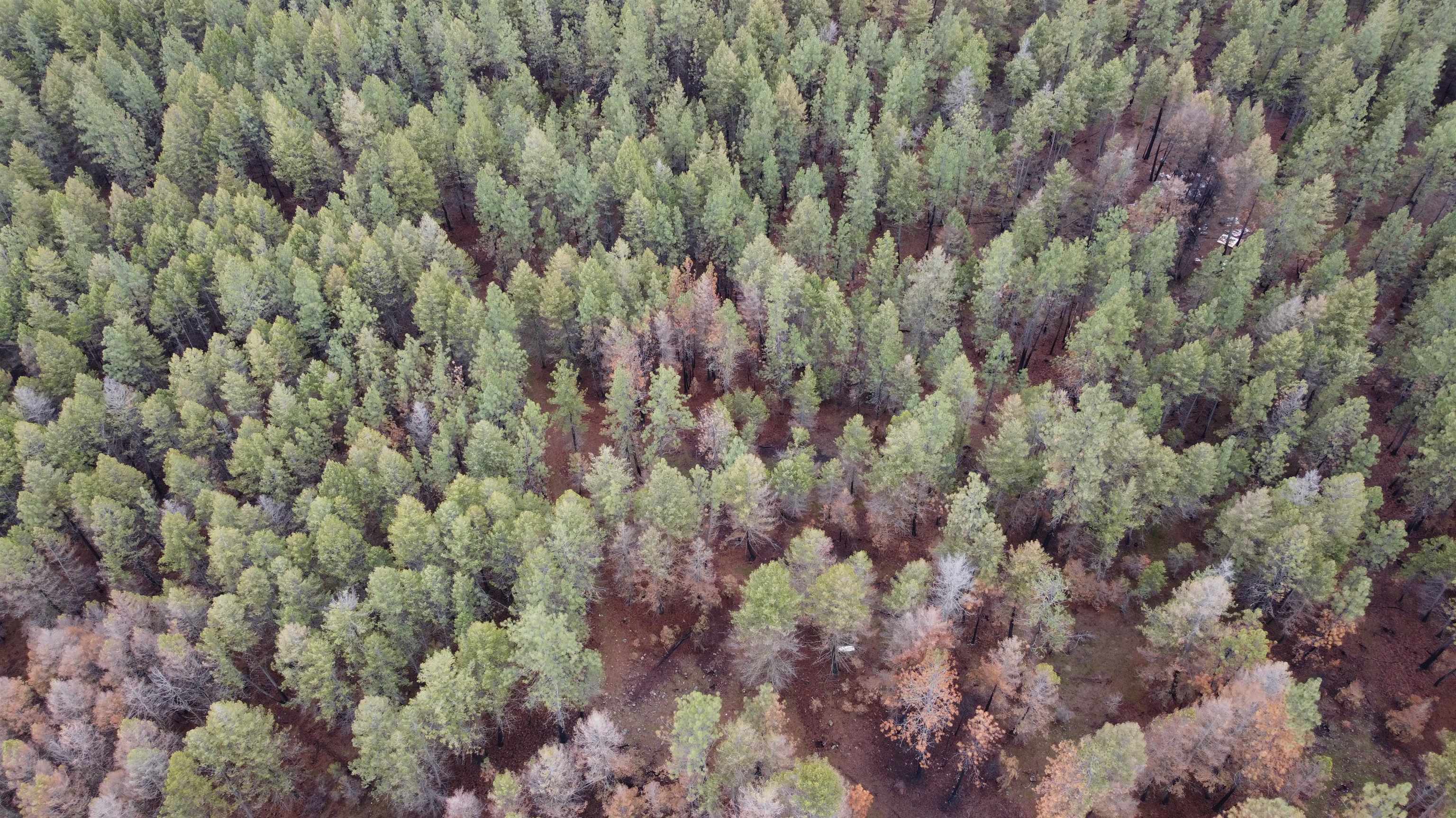 Xxx Coyote Ridge Ln Ford Ford, WA 99013 - Photo 21 of 33