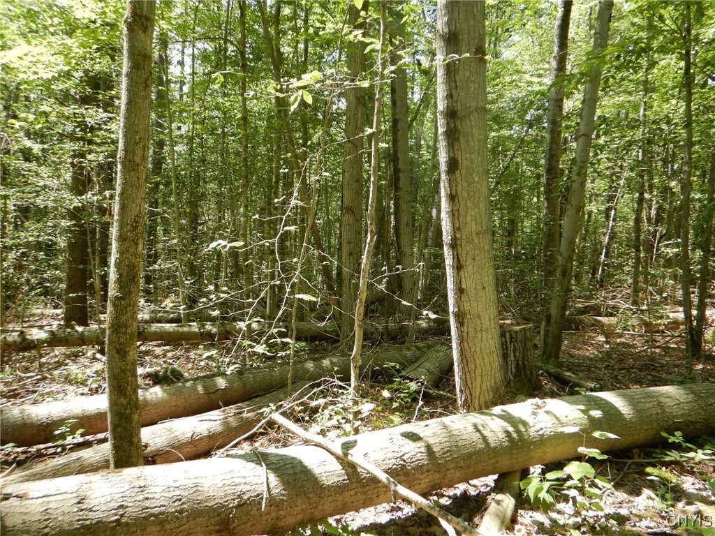 Chaffee Creek Road Newfield, NY 14867 - Photo 13 of 21