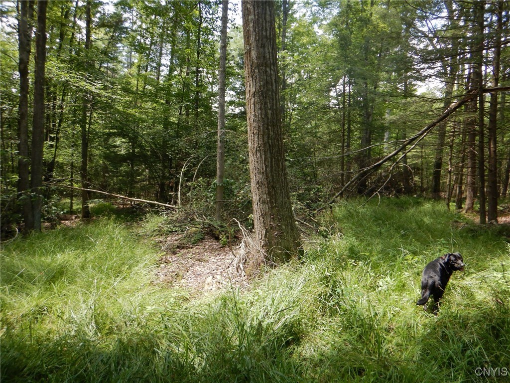 Chaffee Creek Road Newfield, NY 14867 - Photo 15 of 21