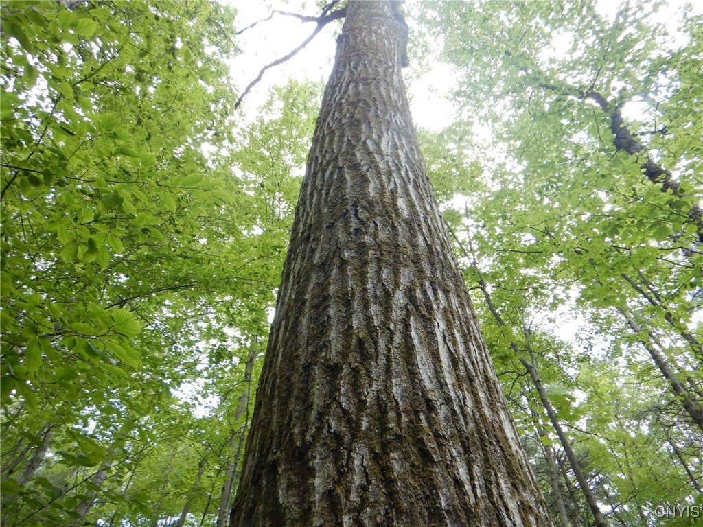 Chaffee Creek Road Newfield, NY 14867 - Photo 6 of 21