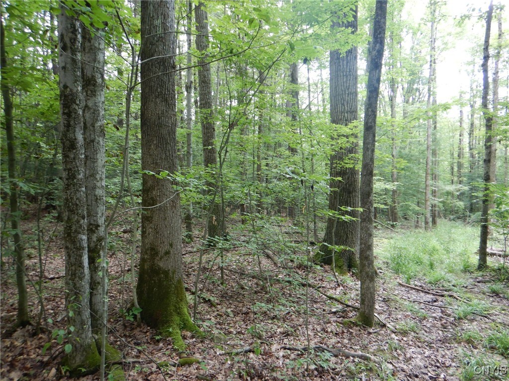 Chaffee Creek Road Newfield, NY 14867 - Photo 7 of 21