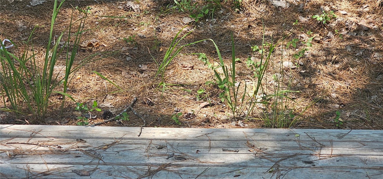 1702 Goings Road Chester, SC 29706 - Photo 10 of 24 Natural wooded ground borders the rustic wooden deck boards.