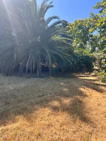 a view of a yard with a tree