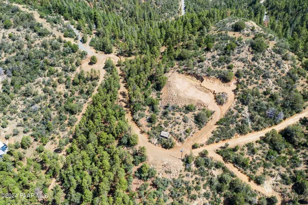 a view of a forest with a tree